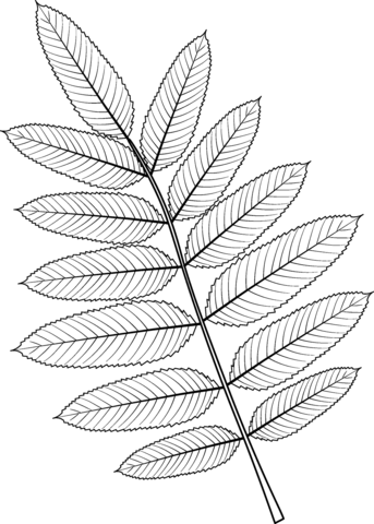 American Mountain Ash Leaf Coloring Page